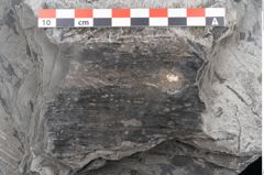 Foto (Detailansicht) von Dioonites permaeformis Schenk (NHMW-GEO-2024-0188-10643)